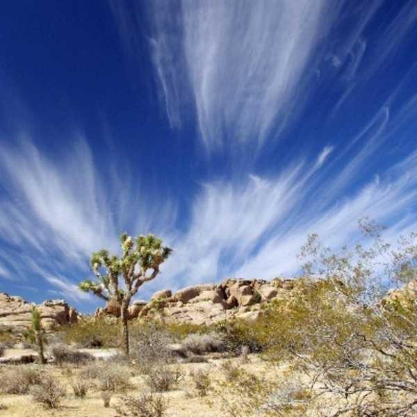 Windswept clouds hover over a solitary Joshua tree at Joshua Tree National Park, California. Photo courtesy of the US National Park Service/ Larry McAfee.