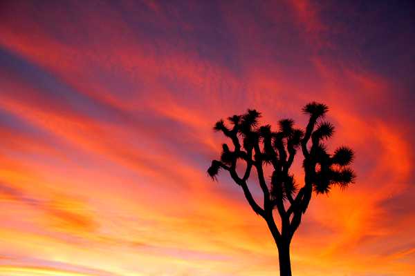 A Joshua tree silhouetted by a fiery sunset at Joshua Tree National Park, California. Photo courtesy of the US National Park Service/ Brad Sutton.