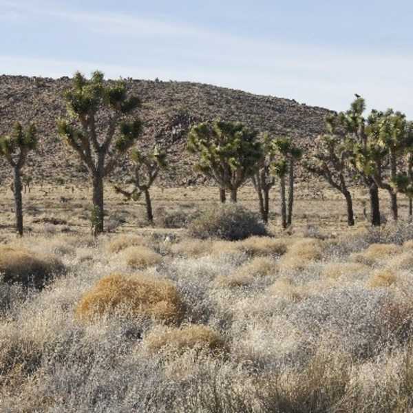 Joshua trees and grasses at Joshua Tree National Park, California. Photo courtesy of the US National Park Service.
