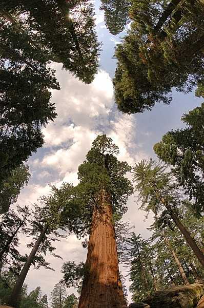 Kings Canyon National Park in California, which borders on Sequoia National Park, also sequesters its own sequoias, including these giants at Grant Grove. Photo courtesy of the US National Park Service.