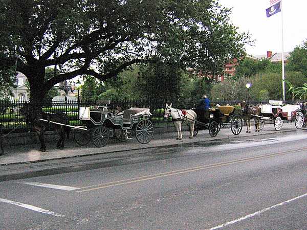 Mule-drawn carriage rides are an iconic and popular way to tour the French Quarter of New Orleans.