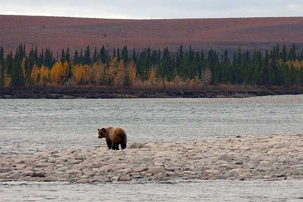 A grizzly bear in Noatak National Preserve, Alaska shuffles along the edge of the Noatak River in September, looking for one of the many salmon carcasses that wash up on the gravel bars after spawning. Photo courtesy of the US National Park Service.