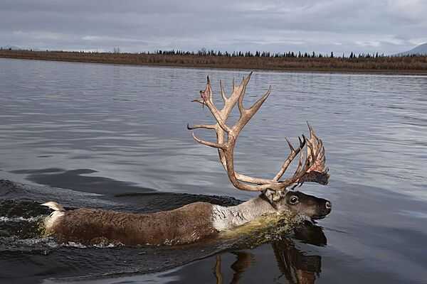 Caribou bull swimming across a river in Noatak National Preserve, Alaska. Photo courtesy of the US National Park Service/ Kyle Joly.
