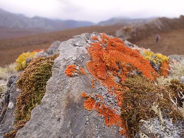 Lichens and mosses in a variety of shapes and colors grow slowly and patiently on a rock in the backcountry wilderness of Noatak National Preserve, Alaska. Photo courtesy of the US National Park Service.