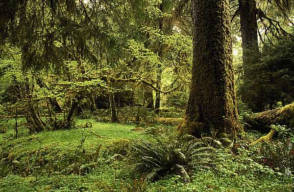 Rain forest at Olympic National Park, Washington state. Photo courtesy of the National Park Service.