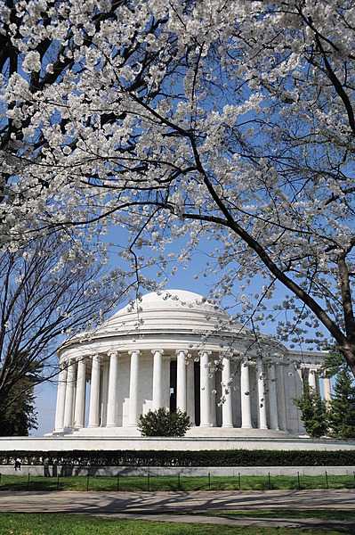 Cherry blossoms frame the Thomas Jefferson Memorial, which stands at the edge of the Tidal Basin in the monumental core of Washington, D.C. Photo courtesy of the National Park Service/ Sarah Eddy.