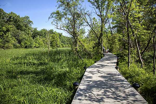 The boardwalk that winds the through the Theodore Roosevelt Island landscape provides a multi-sensory experience. Photo courtesy of the National Park Service.