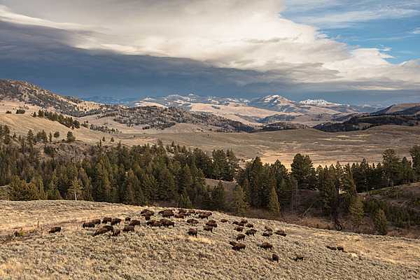 A bison herd grazes in Yellowstone National Park oblivious to the approaching thunderstorm. Image courtesy of the US National Park Service/ Jacob W. Frank.