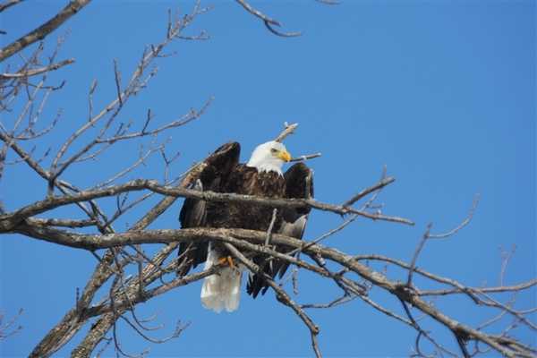 A bald eagle – symbol of the United States – perched in a tree in Alaska. Photo courtesy of NOAA.