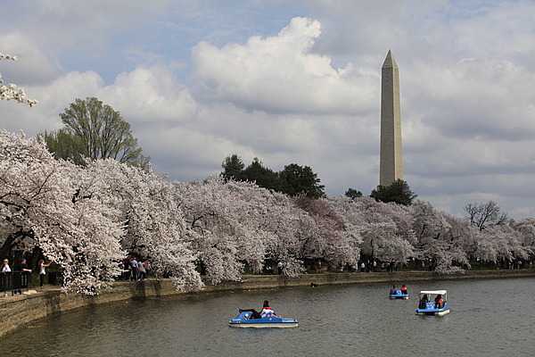Visitors enjoy the cherry blossoms that line the Tidal Basin from the land and the water. Photo courtesy of the National Park Service/Anthony DeYoung.