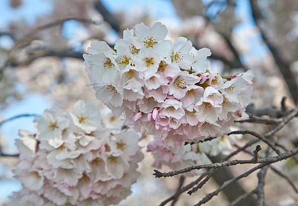 Close up of cherry blossoms along the Tidal Basin. Photo courtesy of the National Park Service.