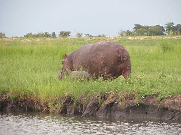 Hippopotamus and her calf along the Chobe River.