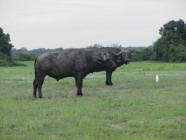 A pair of water buffalo.