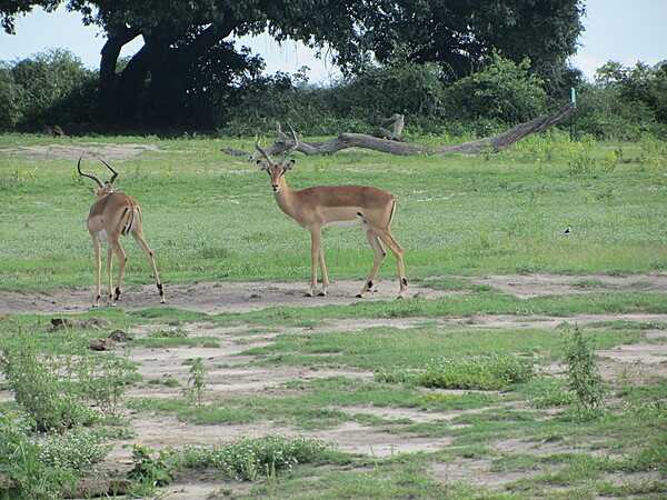 A pair of male impala with their lyre-shaped horns.