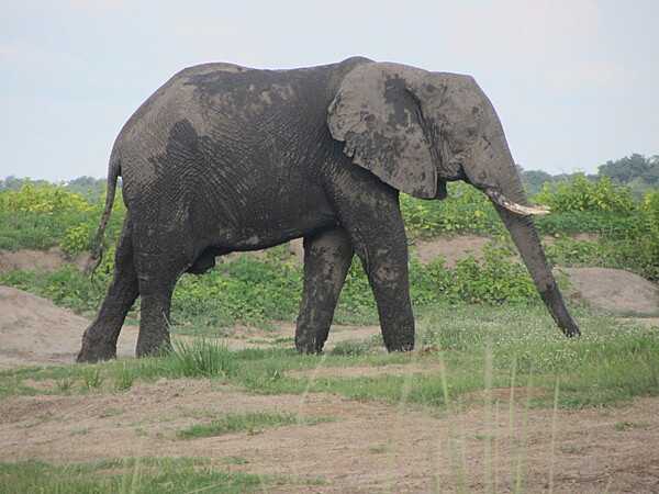 A bathed and refreshed elephant on the banks of the Chobe River.